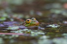 Wasserfrosch [ND]