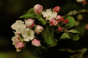 Apfelblüte ND