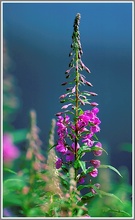 Schmalblättriges Weidenröschen (Epilobium montanum), Feldberg Baden Württemberg