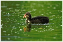 Blässhuhn (Fulica atra), Jungtier