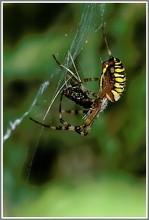 Wespenspinne (Argiope bruennichi) mit Beute