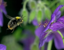 Hummel im Anflug ND