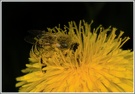 Biene versunken im Blütenstaub
