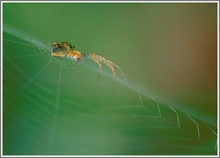 Spinne im Netz