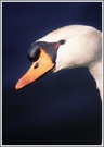 Höckerschwan (Cygnus olor), NSG Ruhraue Mülheim/Ruhr