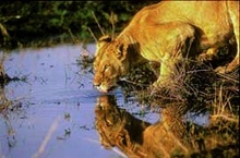 Löwin in der Masai Mara in Kenia