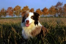 Herbstwiese mit Hund