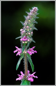 Sumpf Ziest (Stachys palustris)