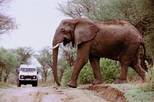 Elephant crossing