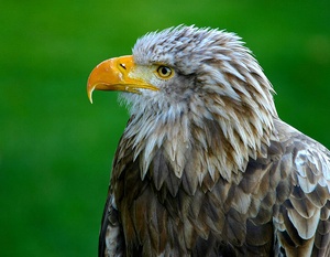 Seeadler  ZO