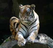 Tiger ZO
