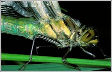 Große Königslibelle (Anax Imperator)