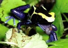 dendrobates tinctorius tafelberg