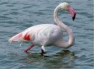 Im Wasser watender Flamingo, ND