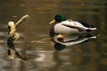 Ruhende Stockente (ND)