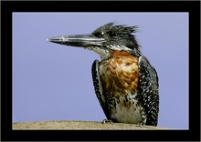 Kingfisher