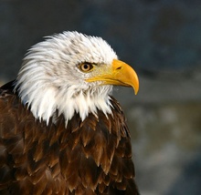 Weißkopfseeadler   ZO