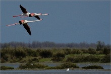Flamingos in ihrem Lebensraum ND
