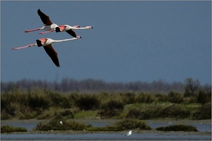Flamingos in ihrem Lebensraum ND