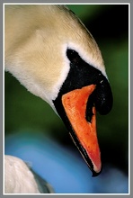 Höckerschwan (Cygnus olor), NSG Ruhraue Mülheim/Ruhr