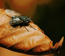 Fliege auf herbstlichem Blatt ND