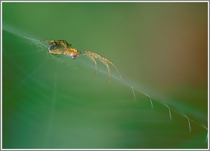Unbekannte Spinne