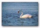 A very simple swan