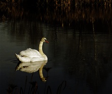 Schwan im Abendlicht