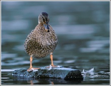 Stockente weiblich (Anas platyrhynchos) NSG Ruhraue Mülheim/Ruhr