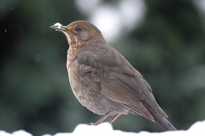 Star im Schnee