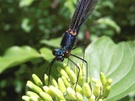 Blauflügel-Prachtlibelle (Calopteryx virgo) ND