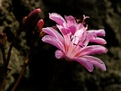 lila Blume