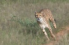 Gepard [ZO]