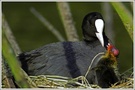 Blässhuhn (Fulica atra) mit Jungtier im Nest