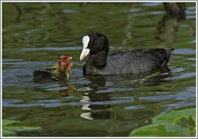 Blässhuhn (Fulica atra) mit Jungtier bei der Fütterung