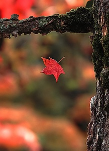 Herbstlich (ND)