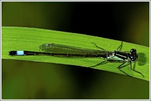 Pechlibelle (Ischnura elegans)