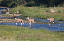 Kudus [ND]