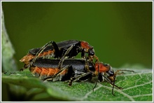 Soldatenkäfer (Cantharis rustica)