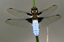 Männchen des Plattbauch (Libellula depressa)