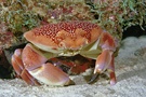 Korallen Steinkrabbe (ND)
