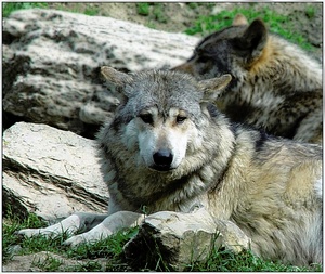 Entspannter Wolf