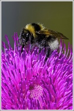 Dunkle Erdhummel (Bombrus terrestris)