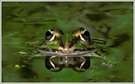 Wasserfrosch (Rana esculenta)