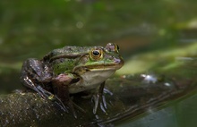 Frosch [ND]