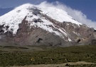 Vikunjas am Chimborazo