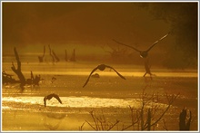 Morgenstimmung in der Rheinaue Walsum