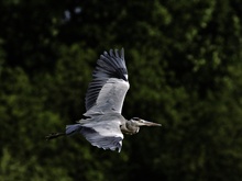 Reiher im Flug