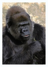 Gorillaportrait ZO