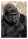 Gorillaportrait ZO